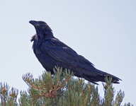 Raven 1799